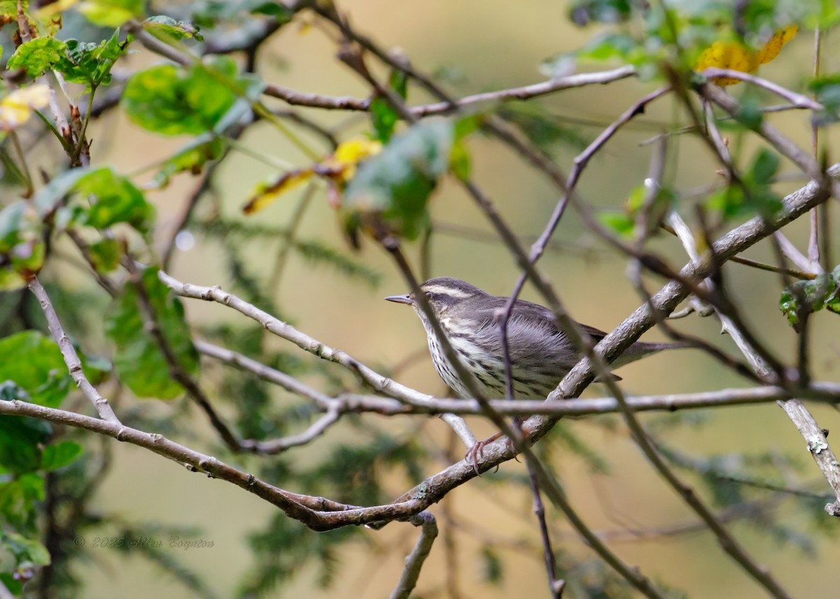 キタミズツグミ - ML644905053