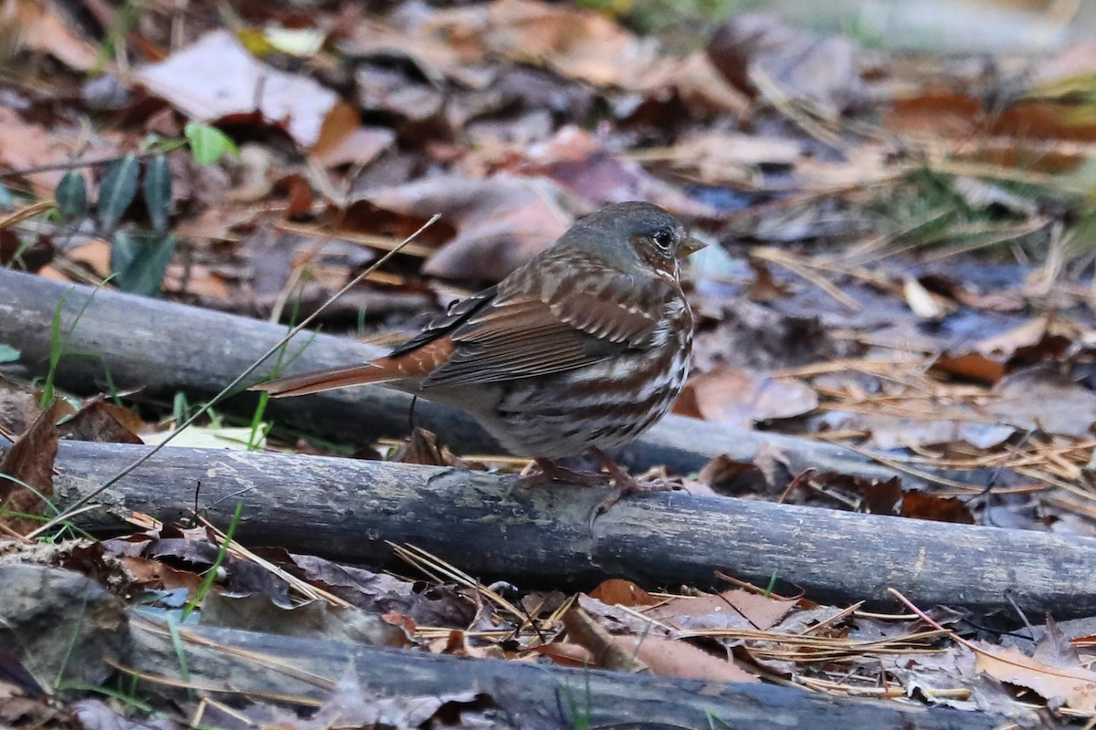 Fox Sparrow - ML644905059
