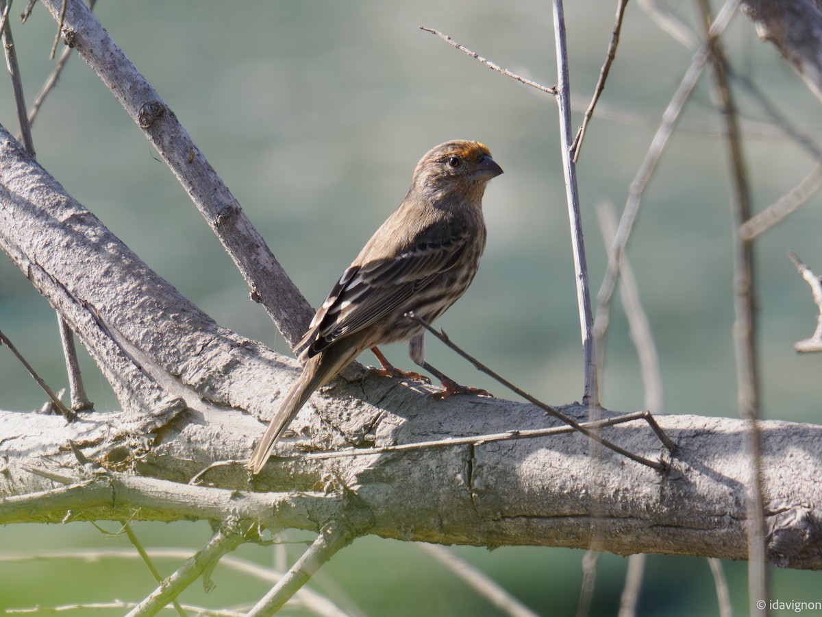 Roselin familier - ML644905063