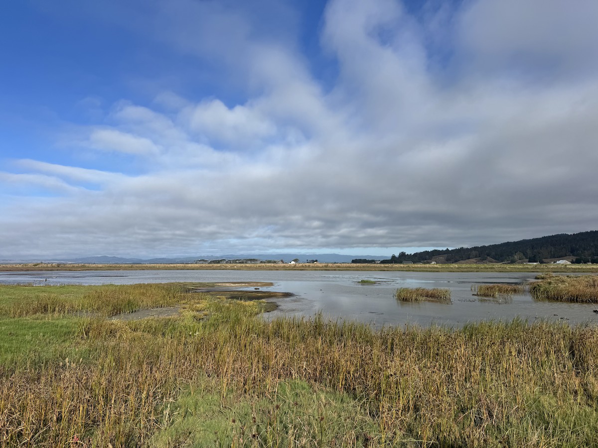 Russ Ranch Wetlands - Humboldt, California, US - Birding Hotspots