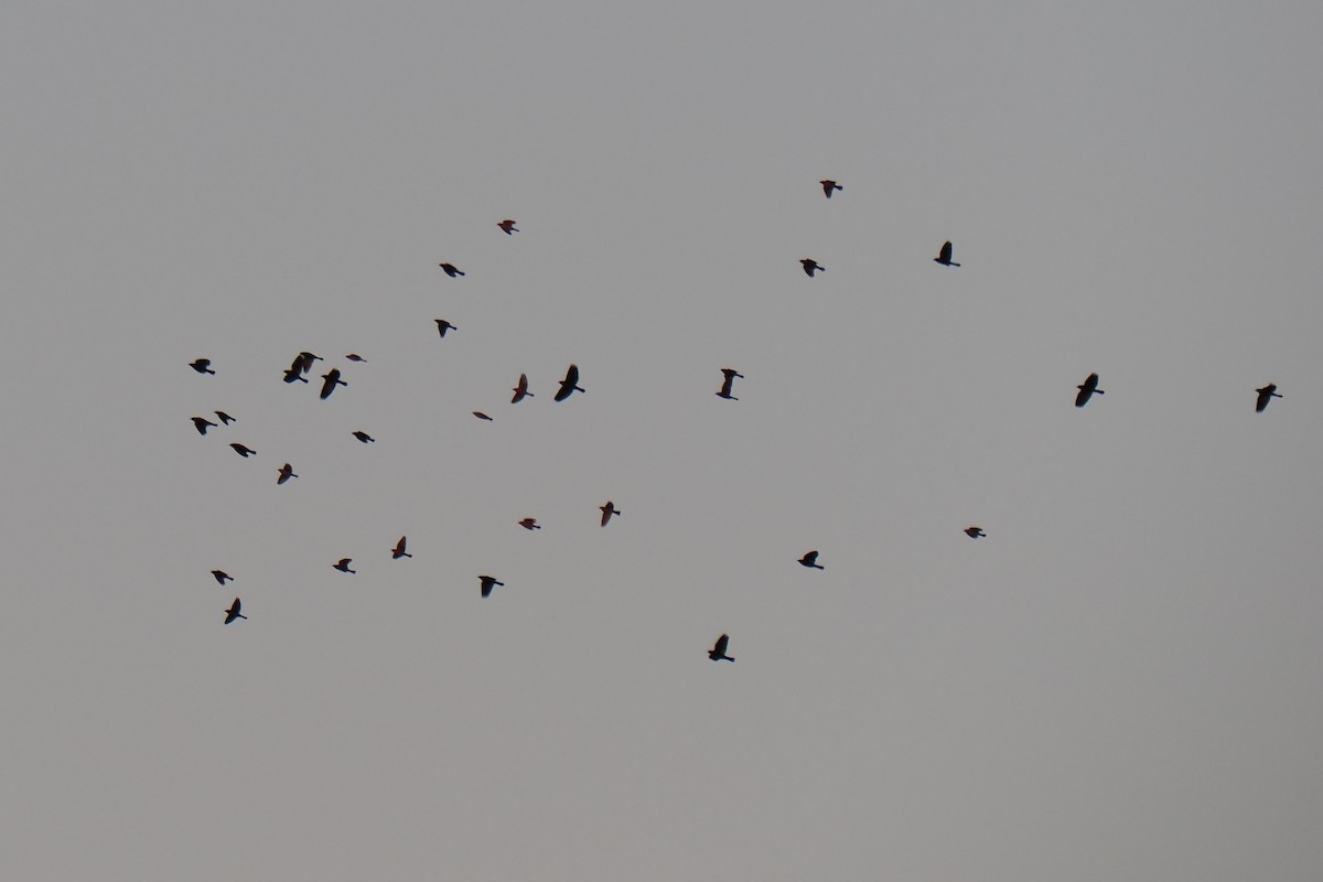 ictéridé sp. - ML644905081