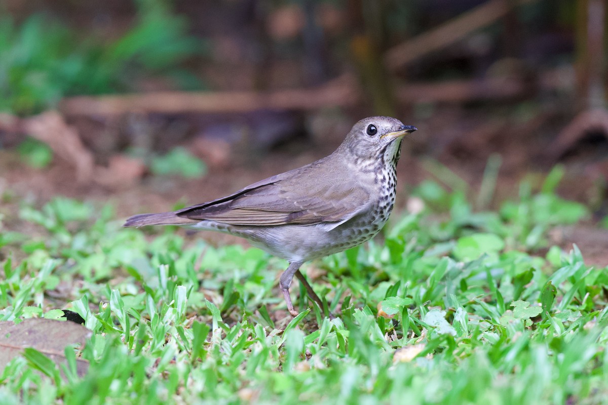 Gray-cheeked Thrush - ML644905082