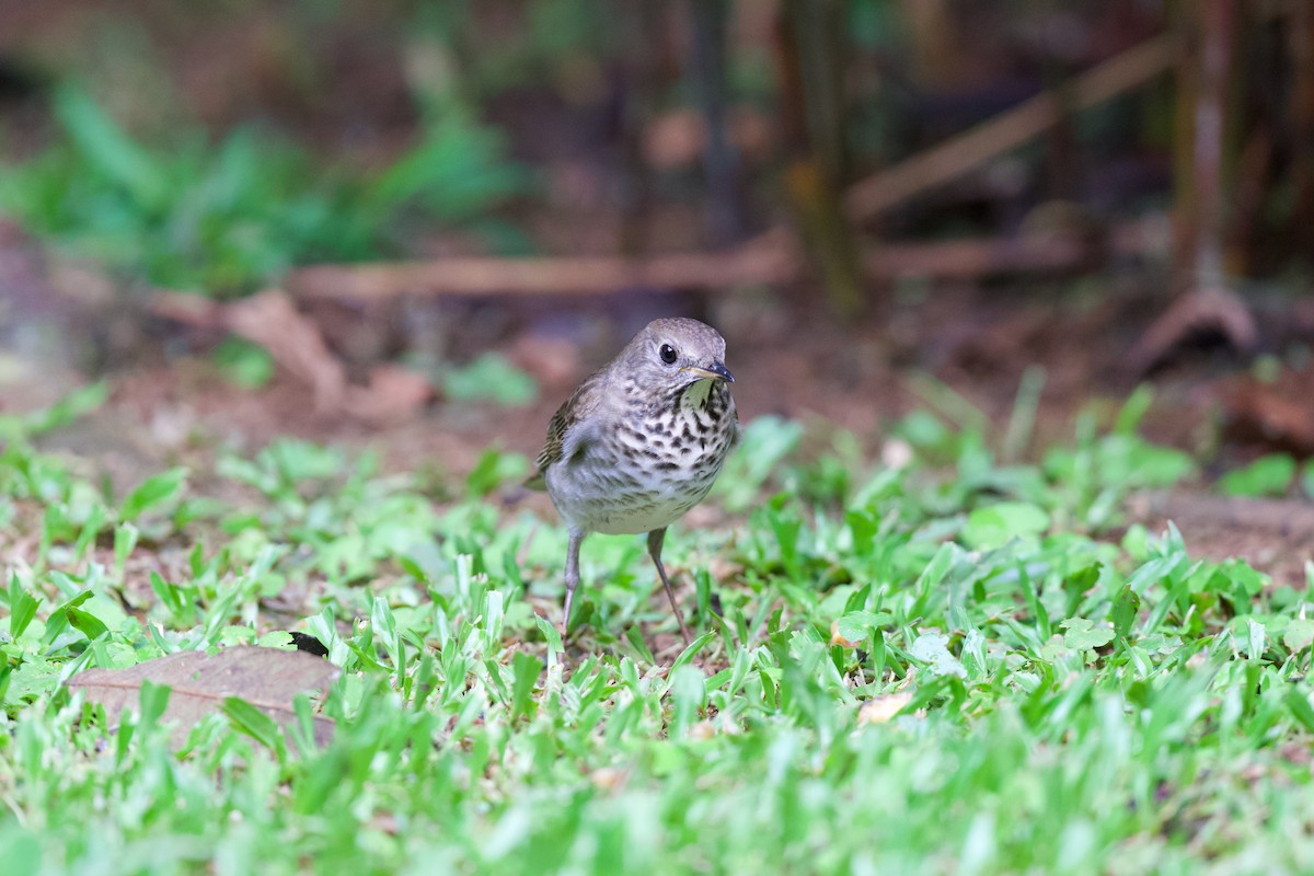 Gray-cheeked Thrush - ML644905083
