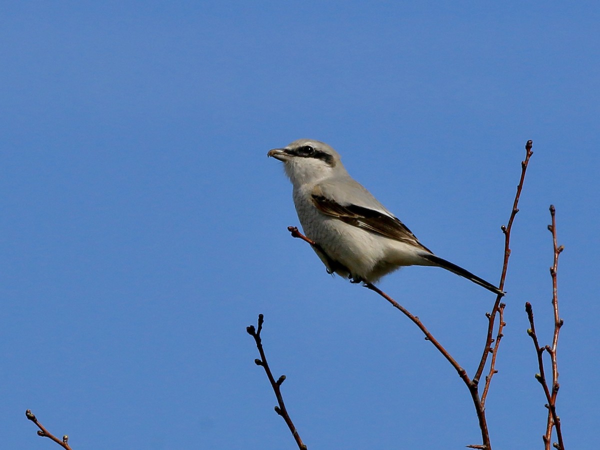 Northern Shrike - ML644905094
