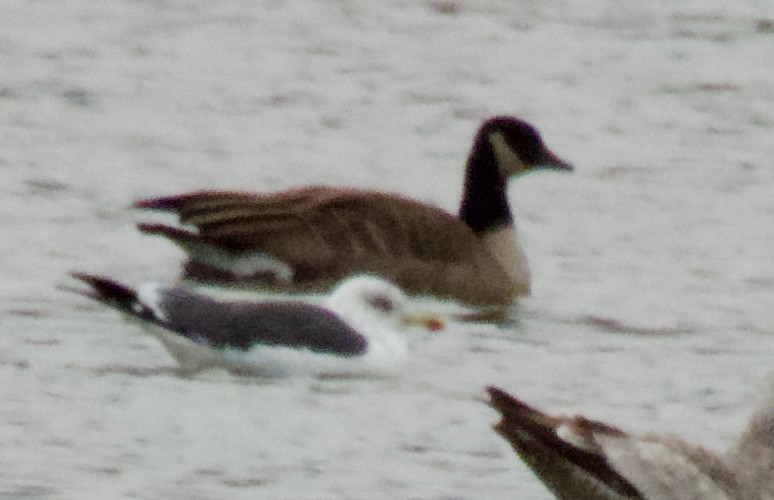 小黑背鷗 - ML644905105