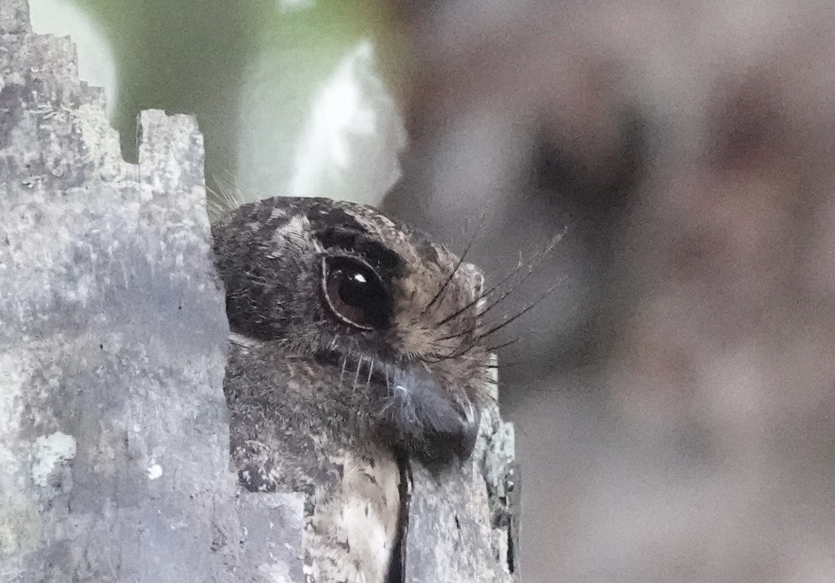 Moluccan Owlet-nightjar - ML644905112