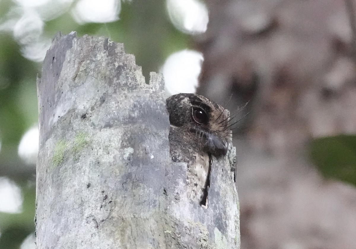 Moluccan Owlet-nightjar - ML644905113