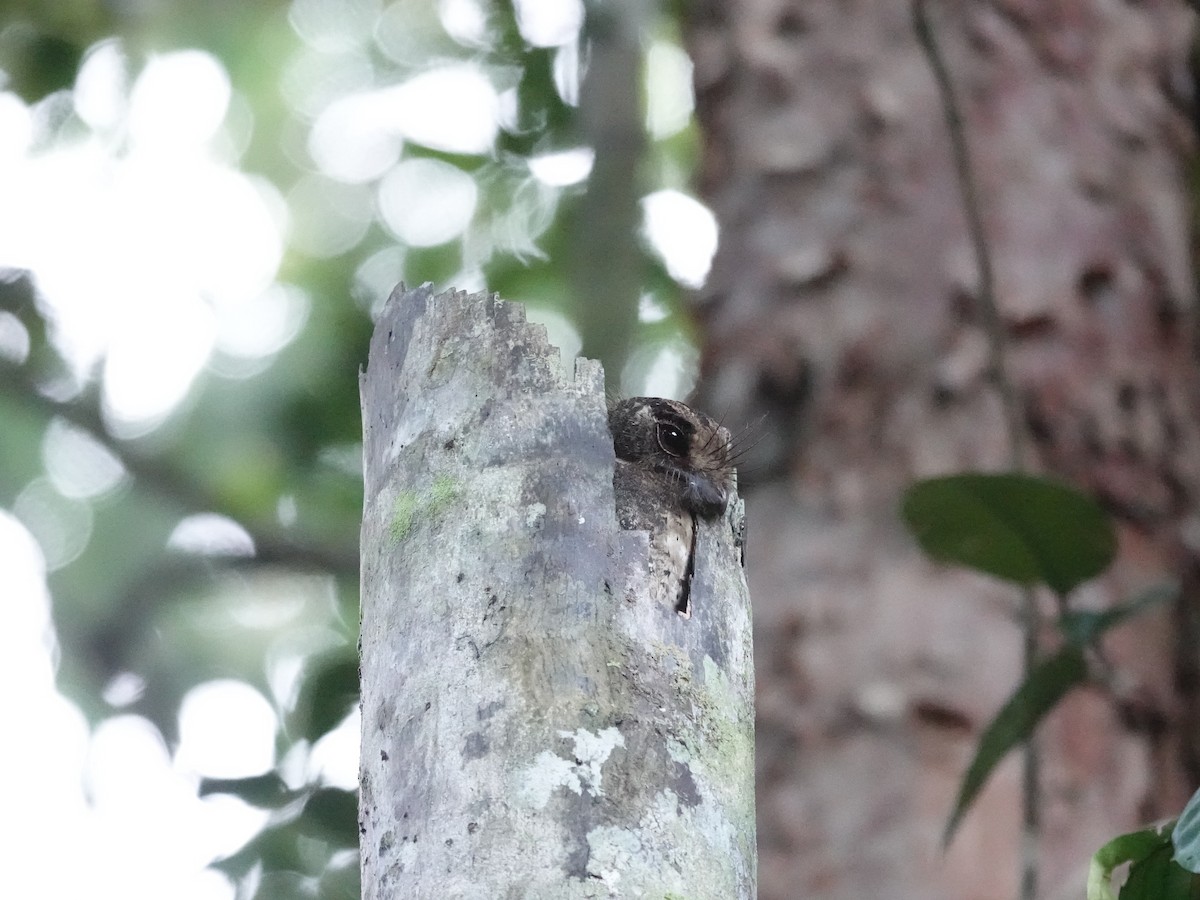 Moluccan Owlet-nightjar - ML644905115