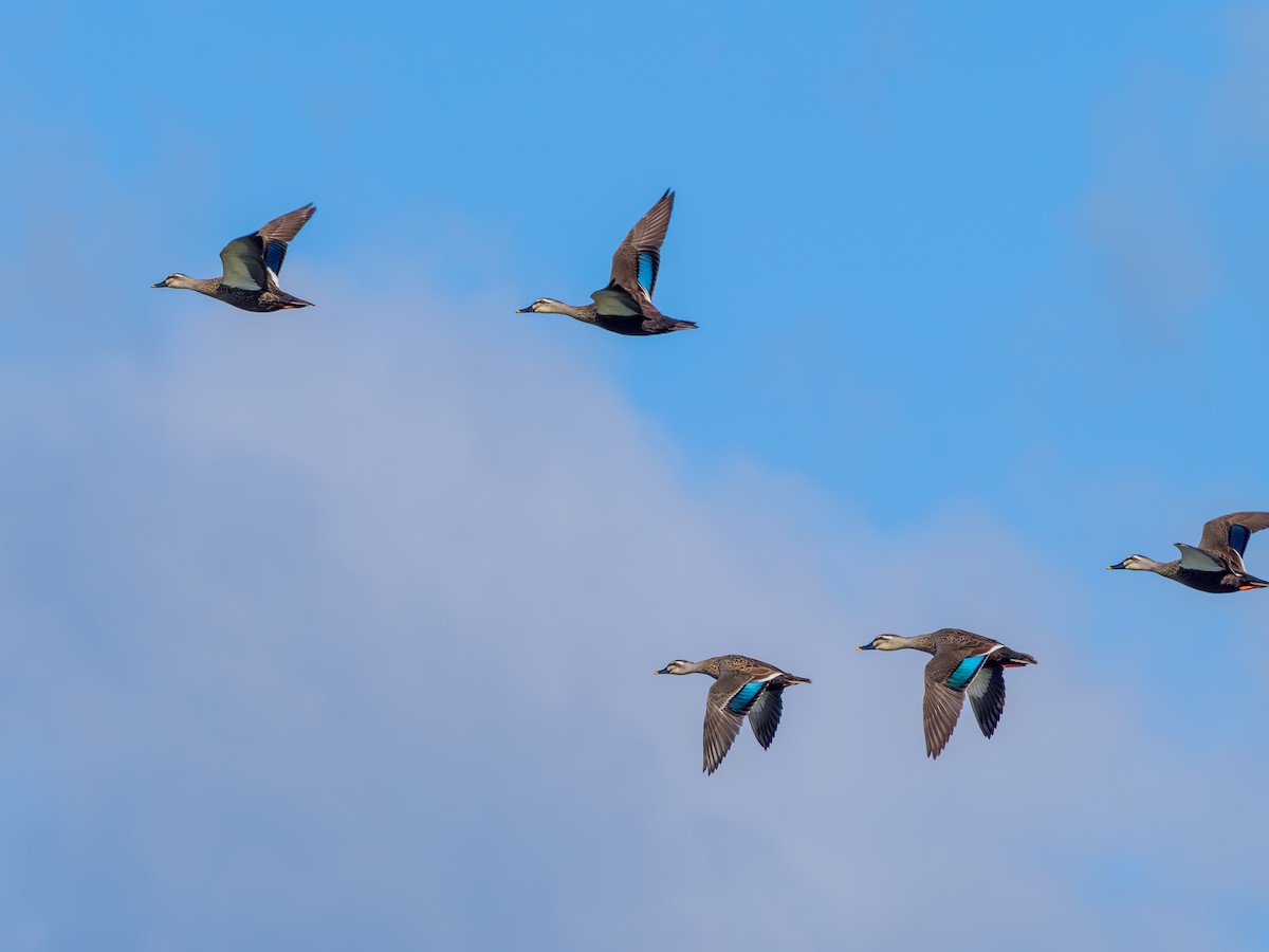 Eastern Spot-billed Duck - ML644905127