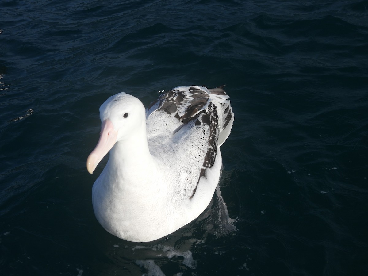 Antipodean Albatross (Gibson's) - ML644905164