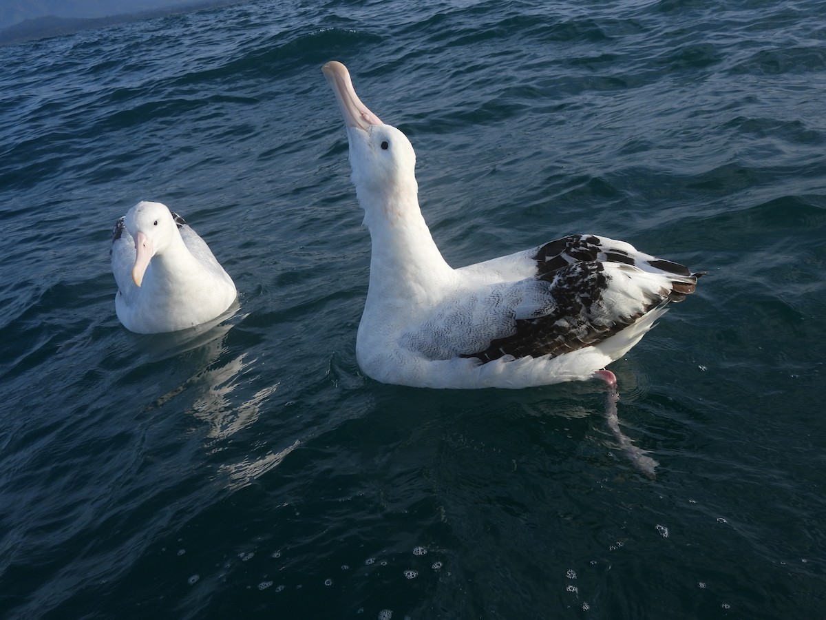 Antipodean Albatross (Gibson's) - ML644905165