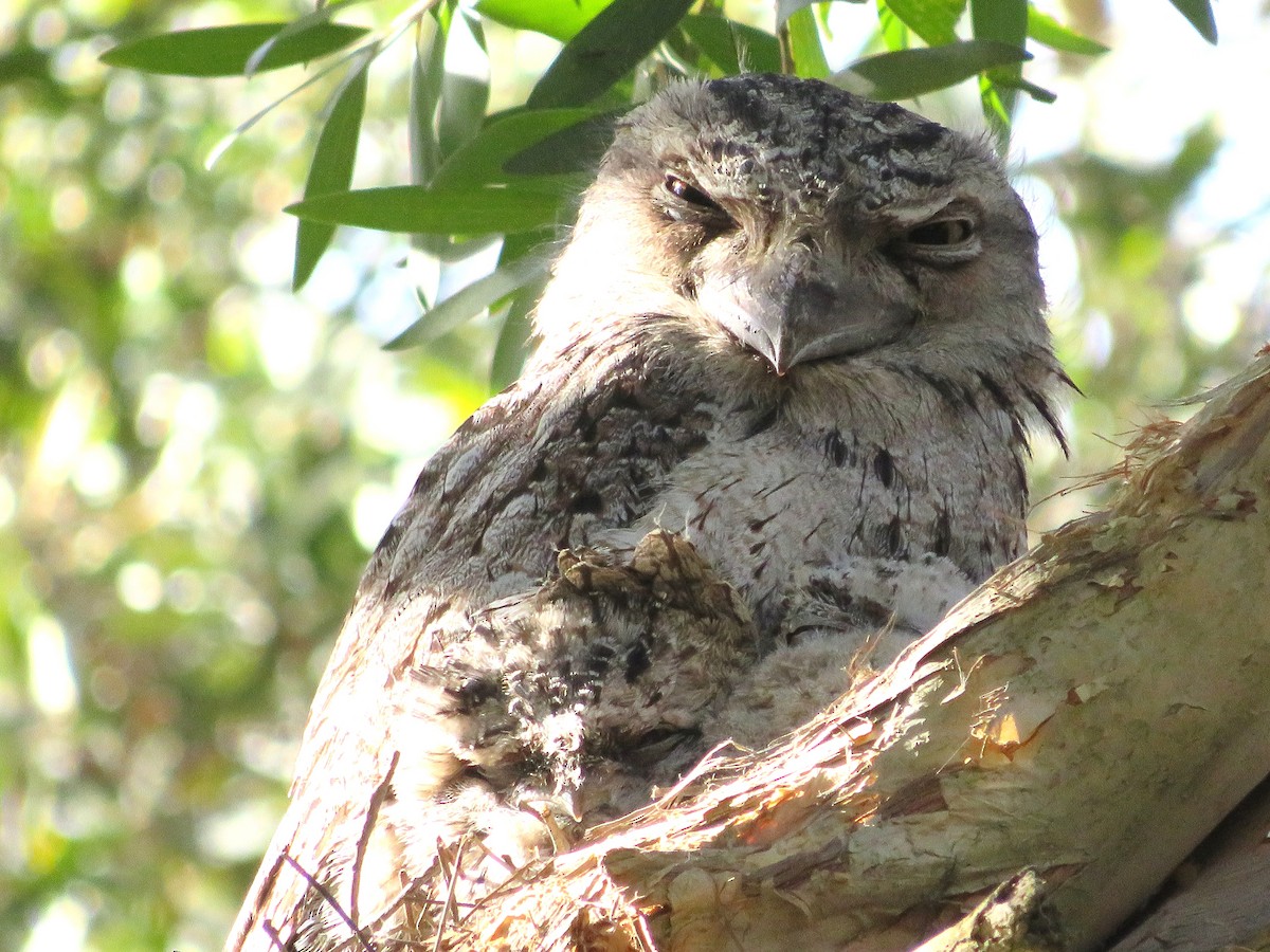 Tawny Frogmouth - ML644905170
