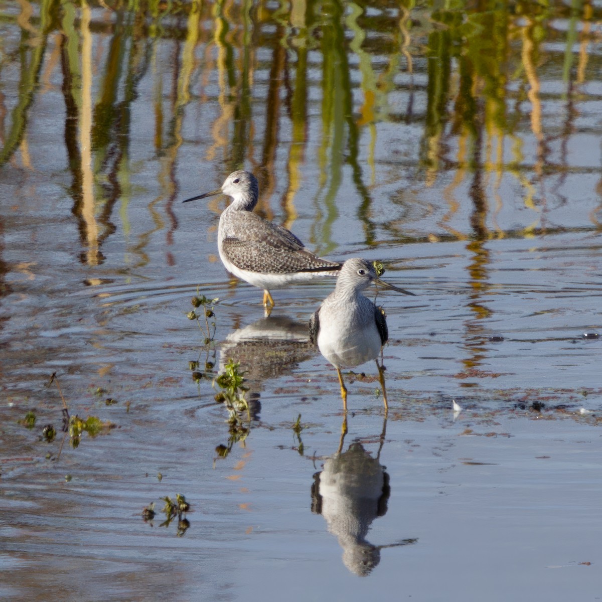 Greater Yellowlegs - ML644905184