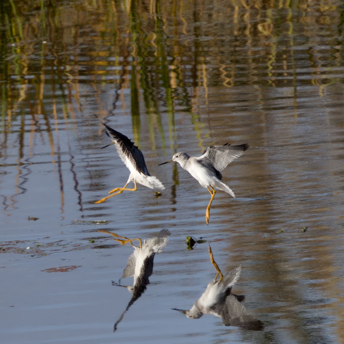 Greater Yellowlegs - ML644905185
