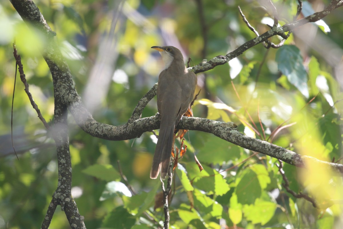 Желтоклювая пиайя - ML644905194