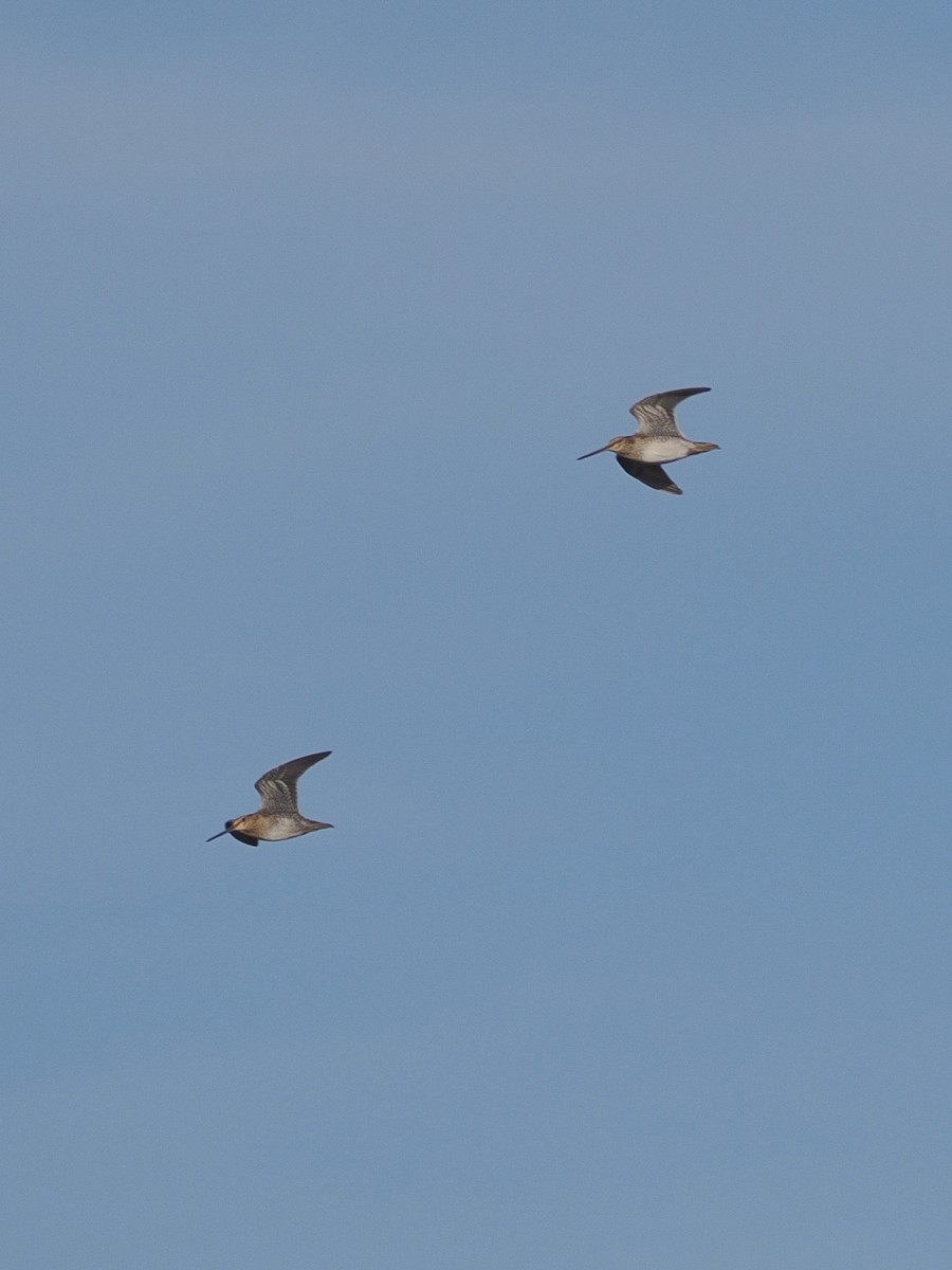 Wilson's Snipe - ML644905206