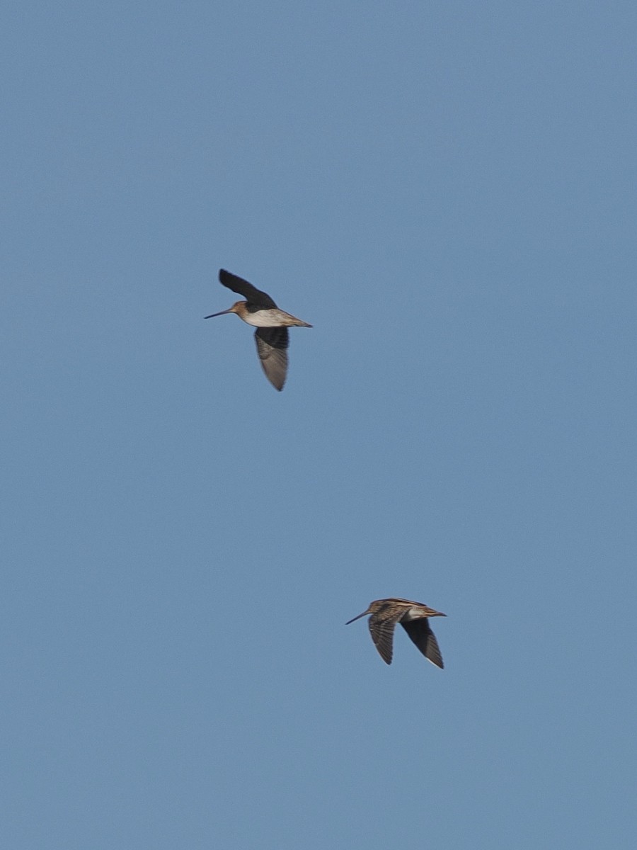 Wilson's Snipe - ML644905207