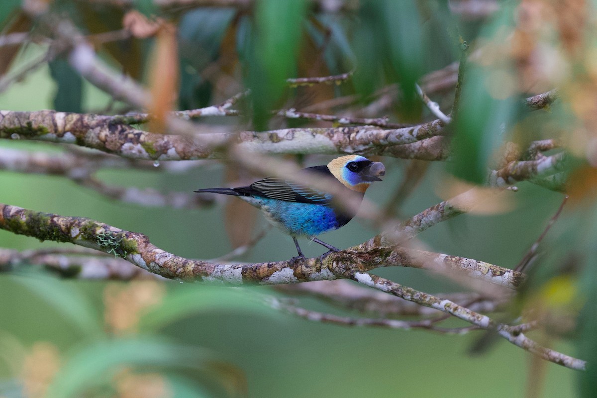 キンズキンフウキンチョウ - ML644905213