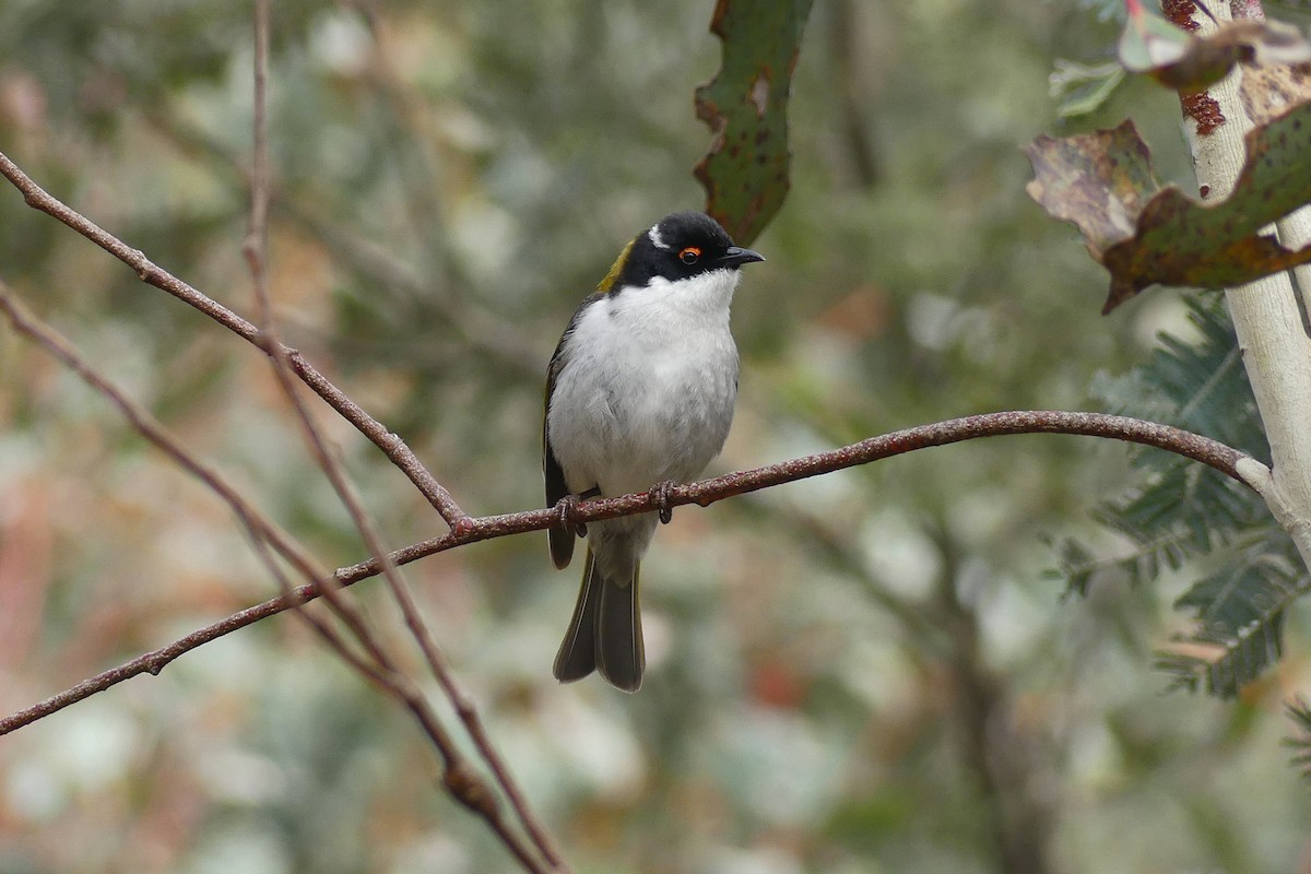 White-naped Honeyeater - ML644905218