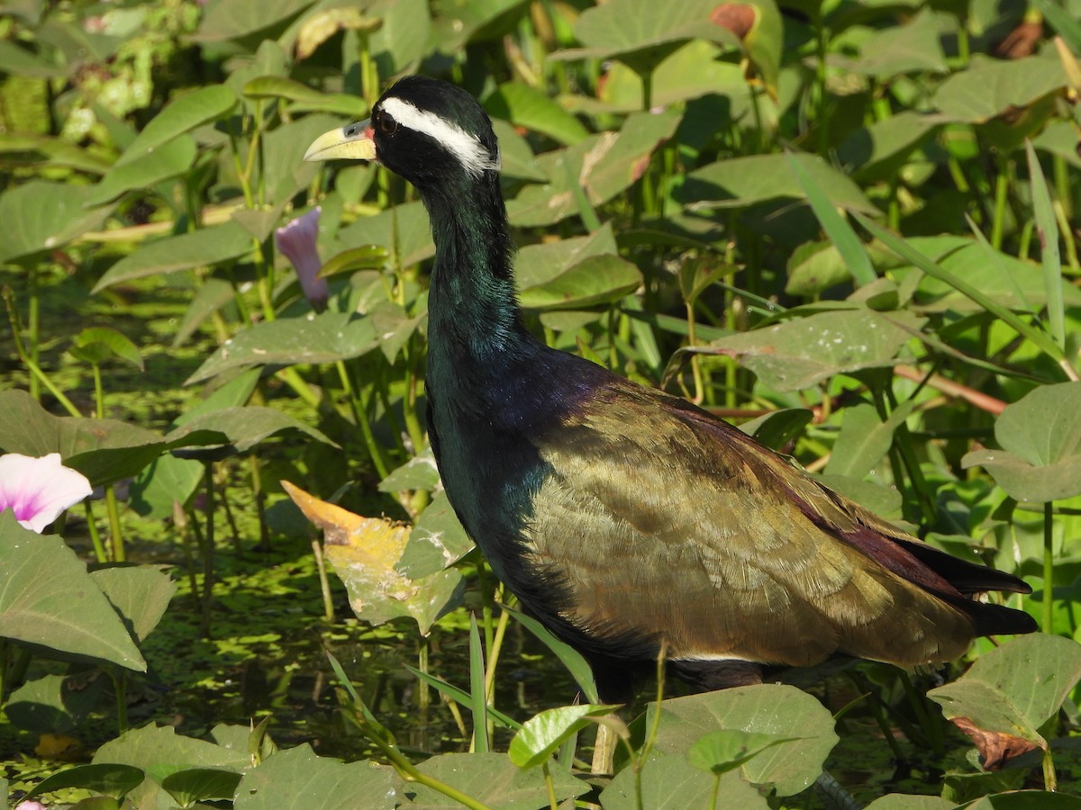 Bronze-winged Jacana - ML644905221