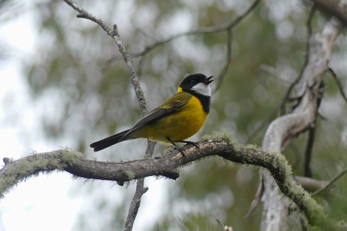 Golden Whistler - ML644905227
