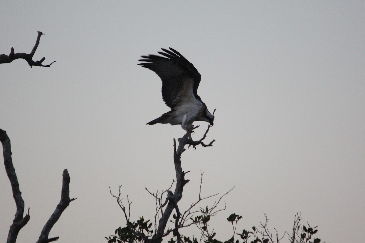 ミサゴ - ML644905228