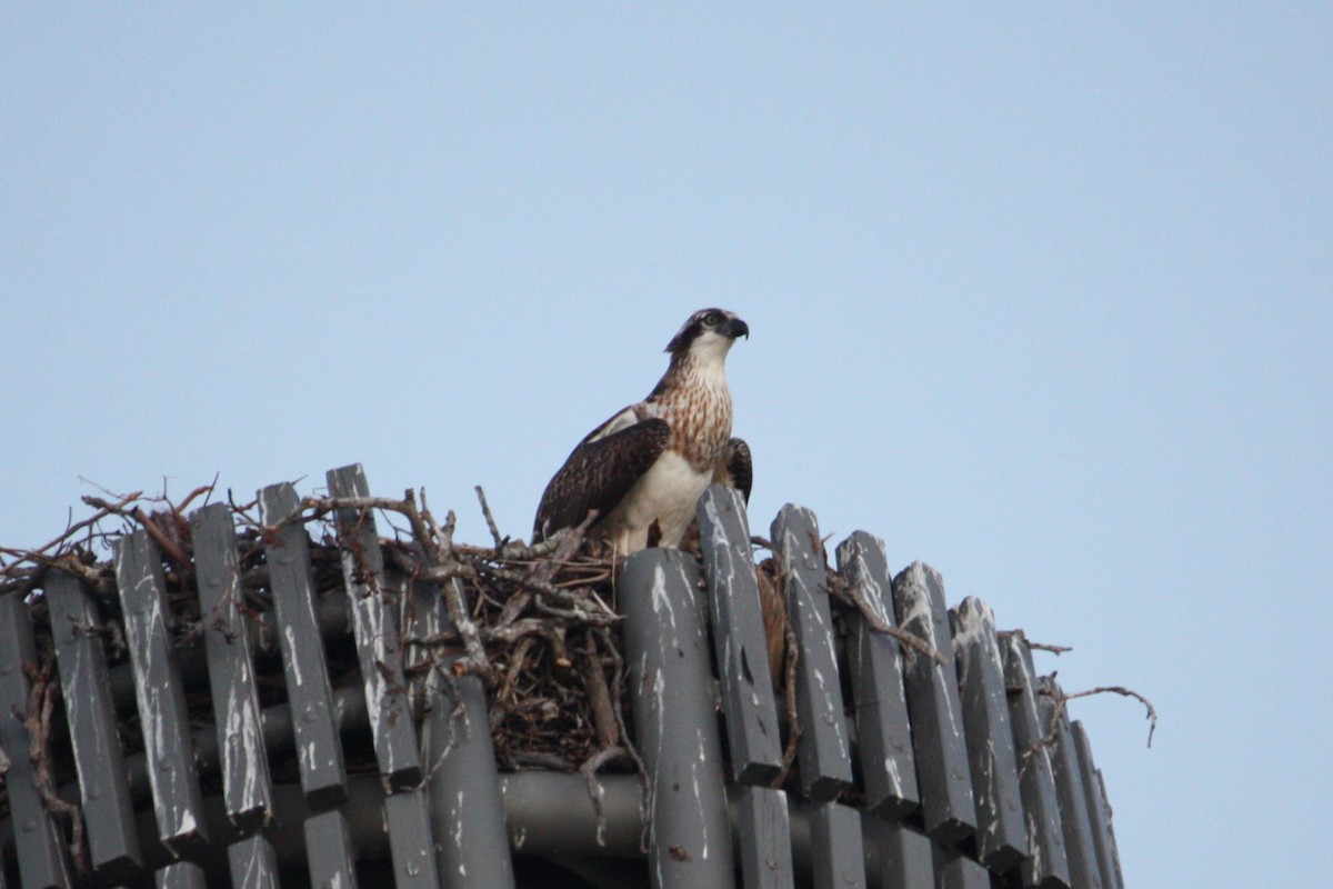 ミサゴ - ML644905229