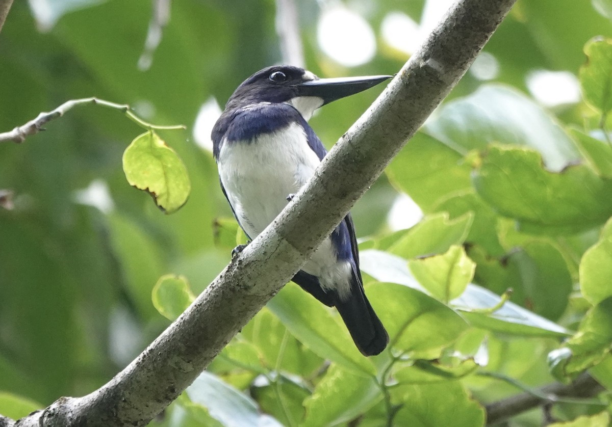 Blue-and-white Kingfisher - ML644905245
