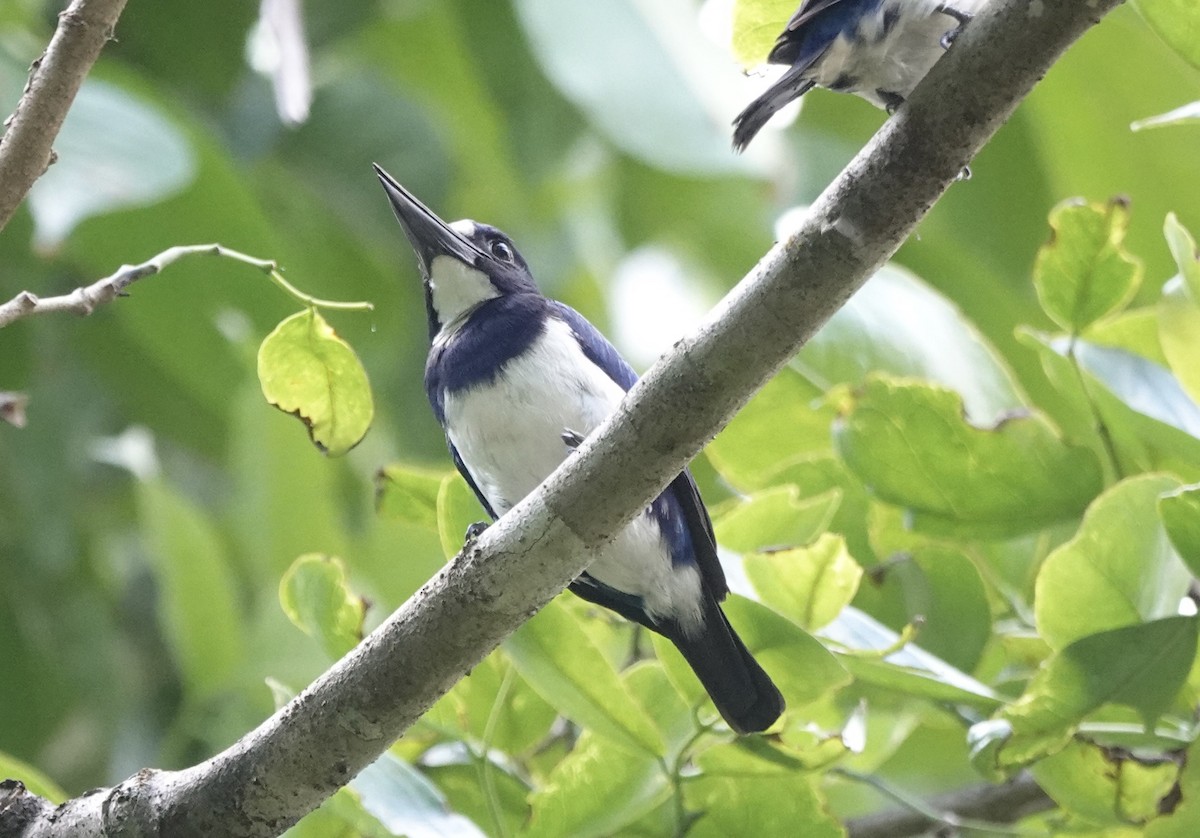 Blue-and-white Kingfisher - ML644905246