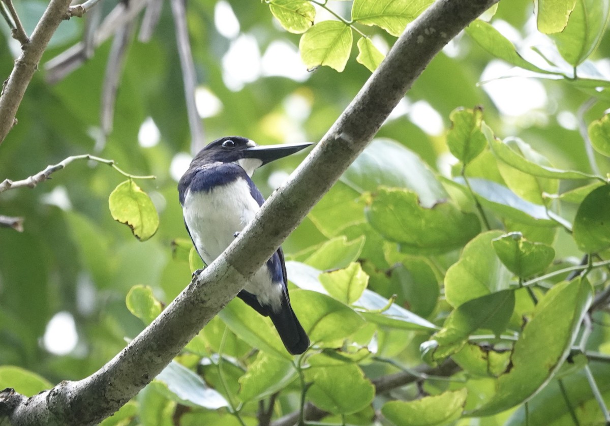 Blue-and-white Kingfisher - ML644905247
