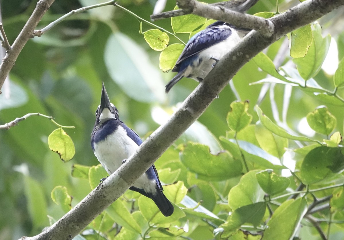 Blue-and-white Kingfisher - ML644905248
