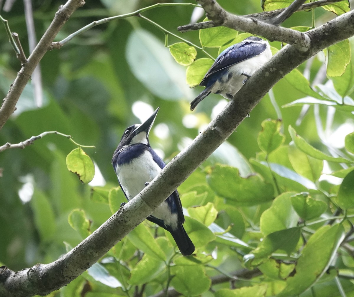 Blue-and-white Kingfisher - ML644905249