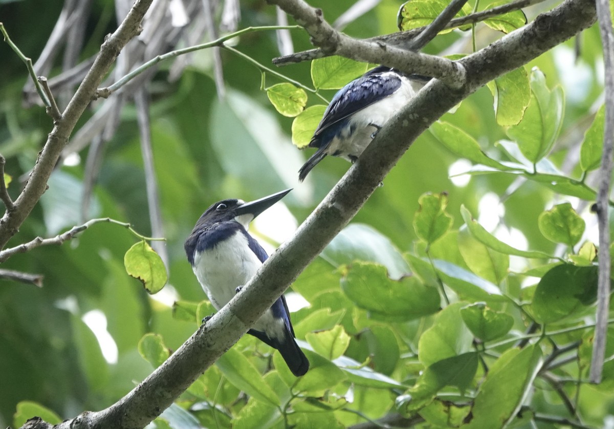 Blue-and-white Kingfisher - ML644905250