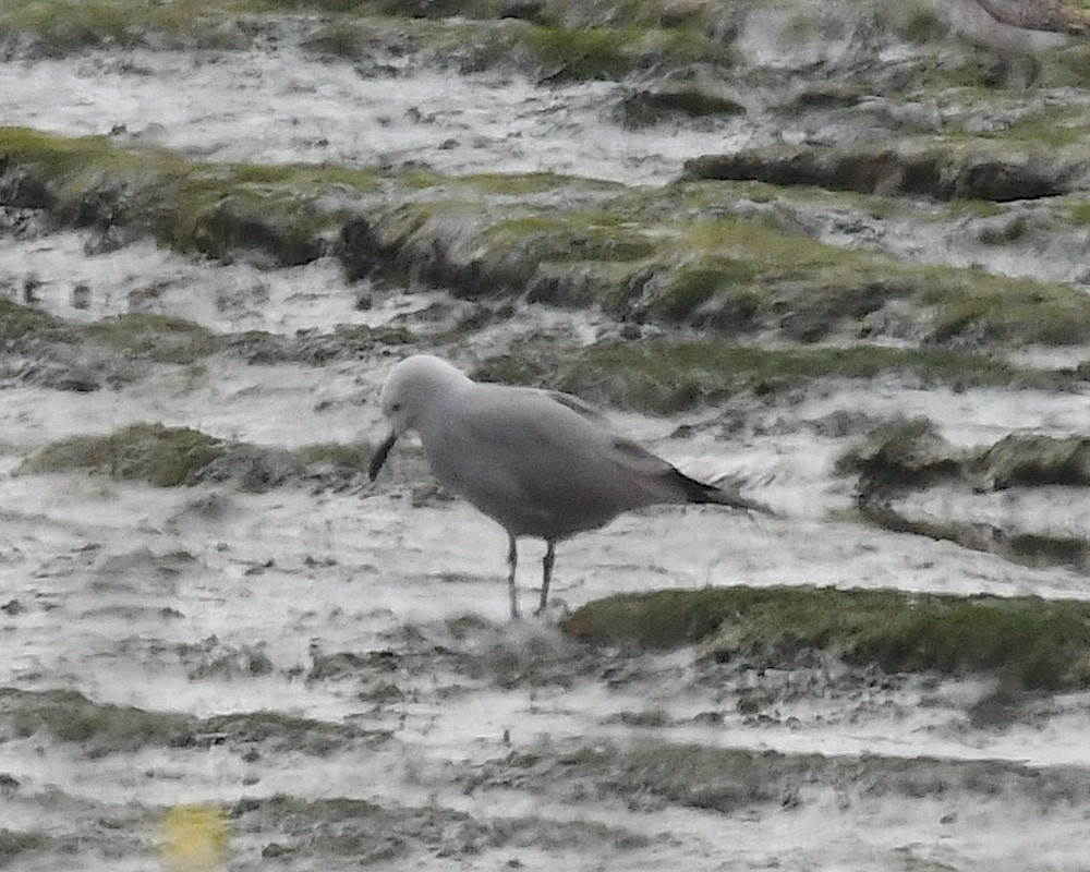 racek tmavý - ML644905257