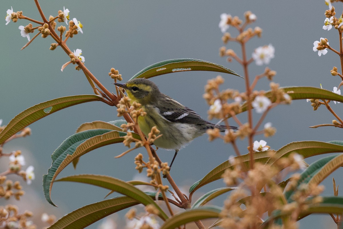 Reinita Gorjinaranja - ML644905265