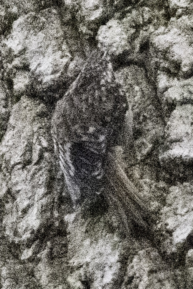 amerikatrekryper (occidentalis gr.) - ML644905266