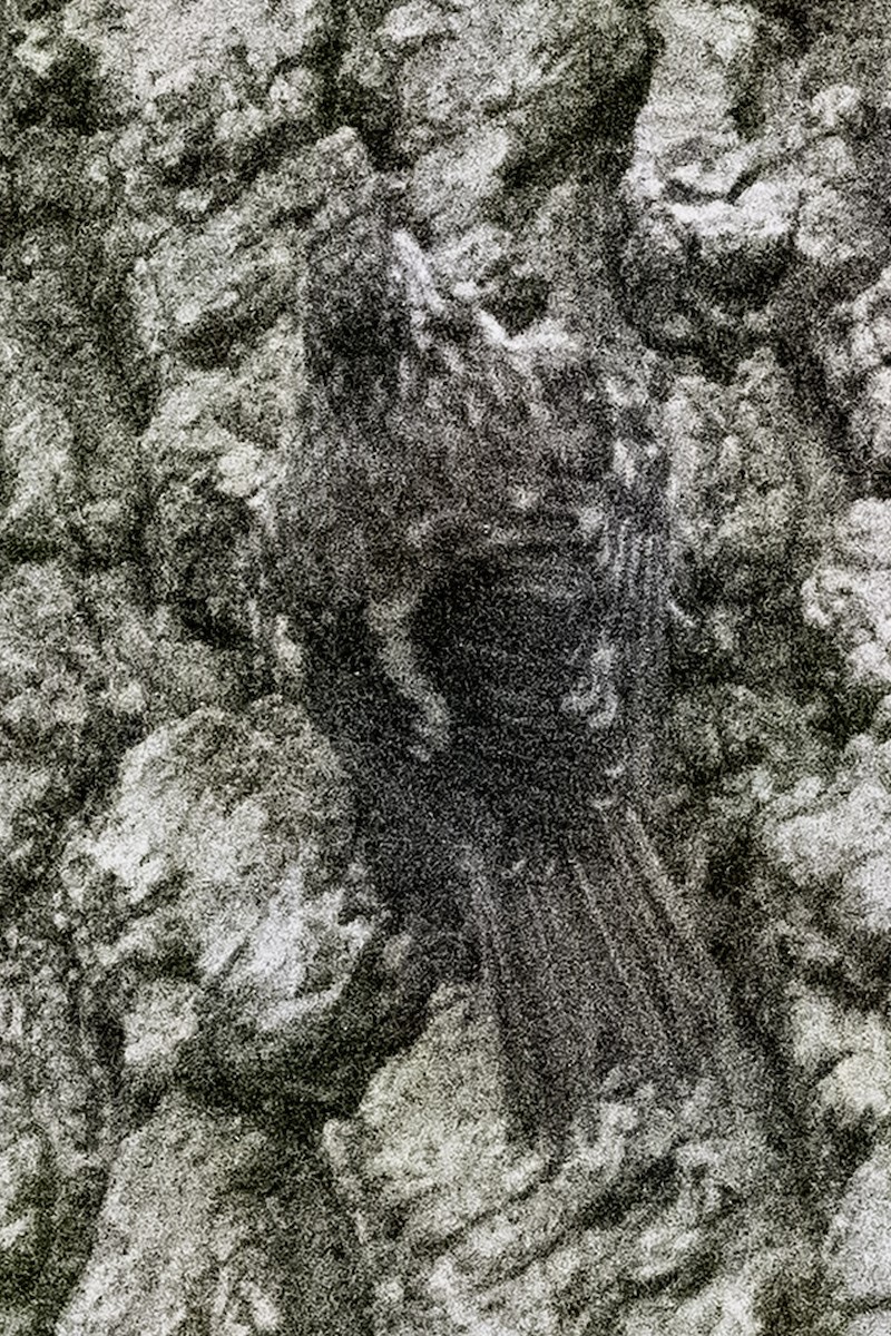 amerikatrekryper (occidentalis gr.) - ML644905269