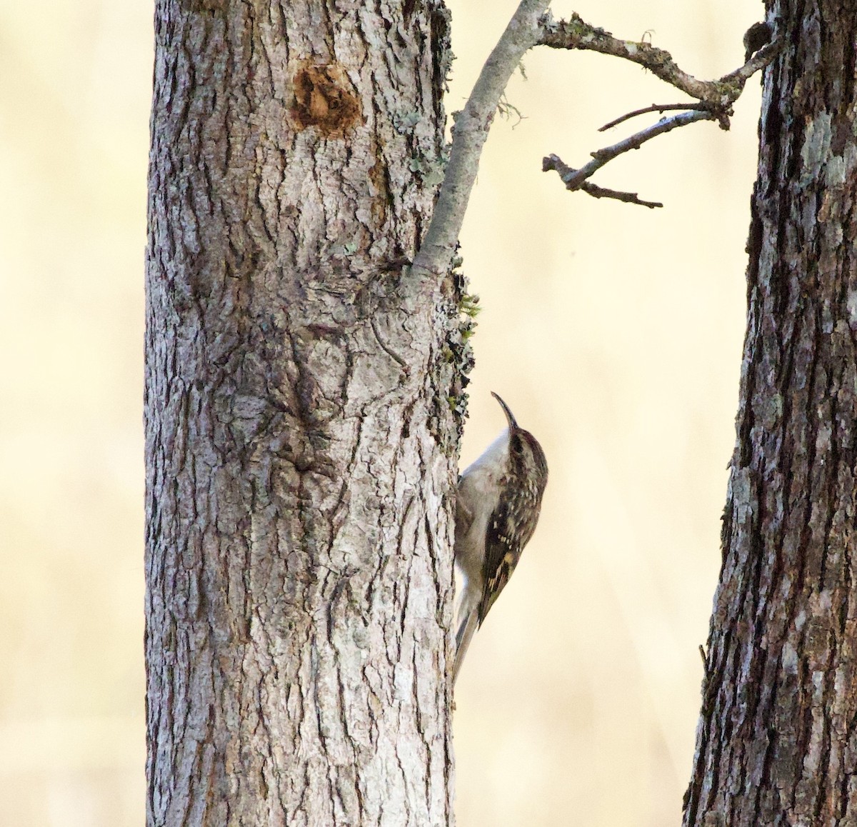 amerikatrekryper - ML644905271