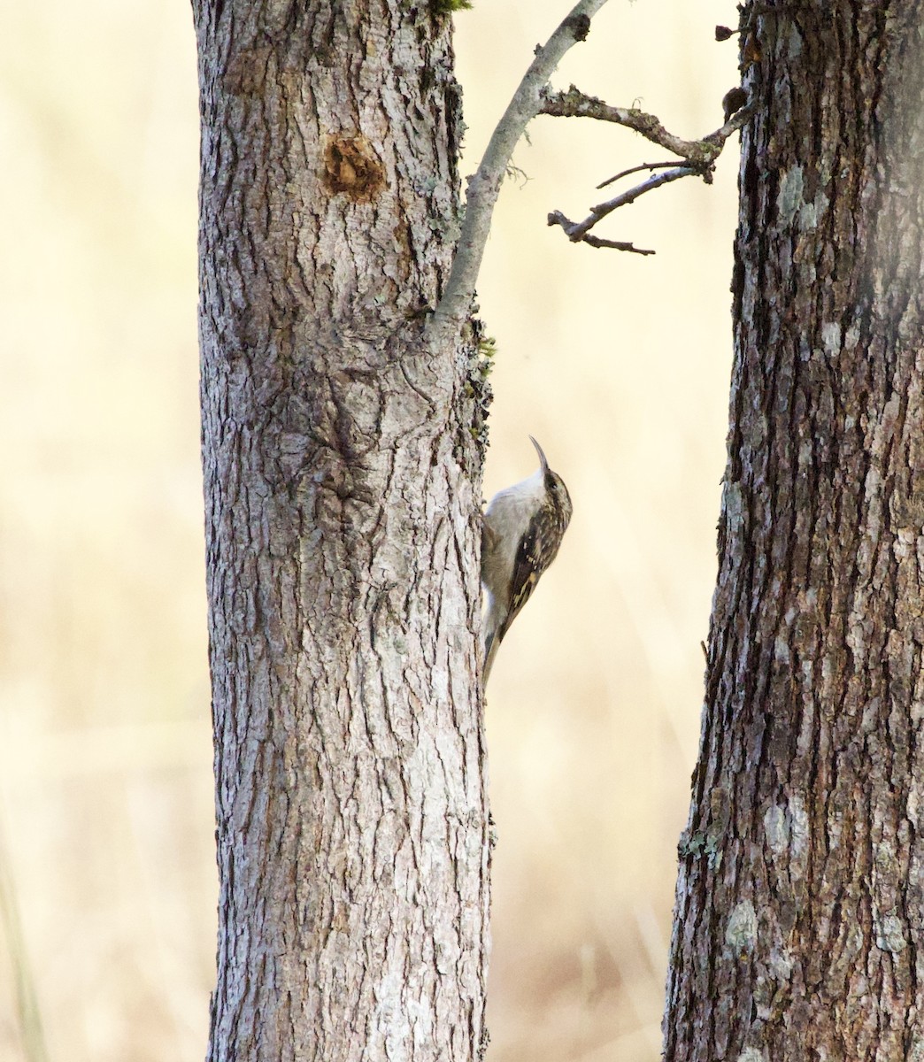 amerikatrekryper - ML644905272