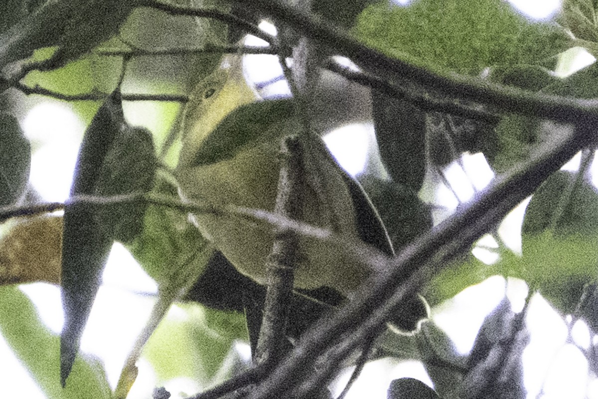 Sarı Ötleğen - ML644905276