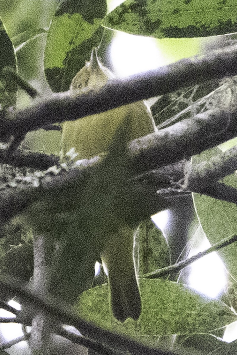 Sarı Ötleğen - ML644905278