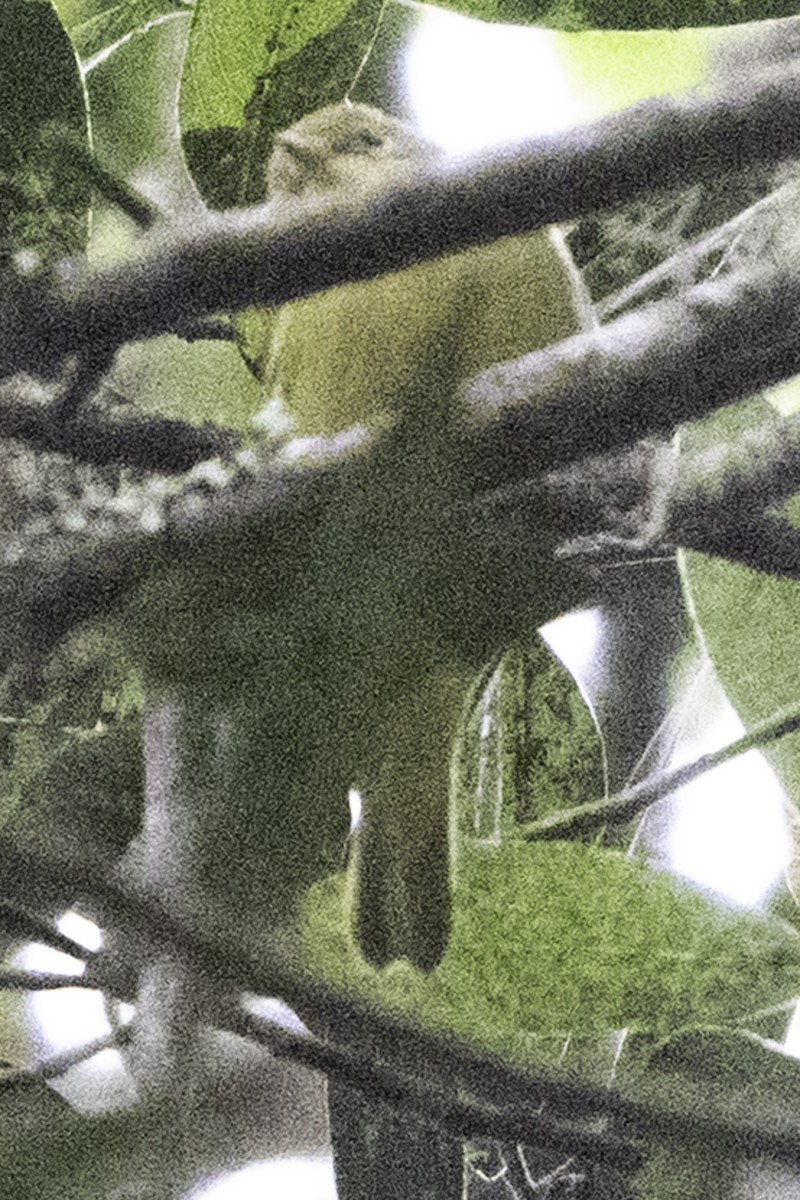 Sarı Ötleğen - ML644905279