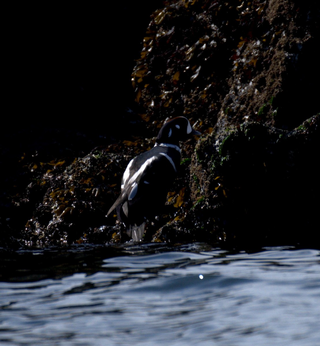 Harlequin Duck - ML644905287