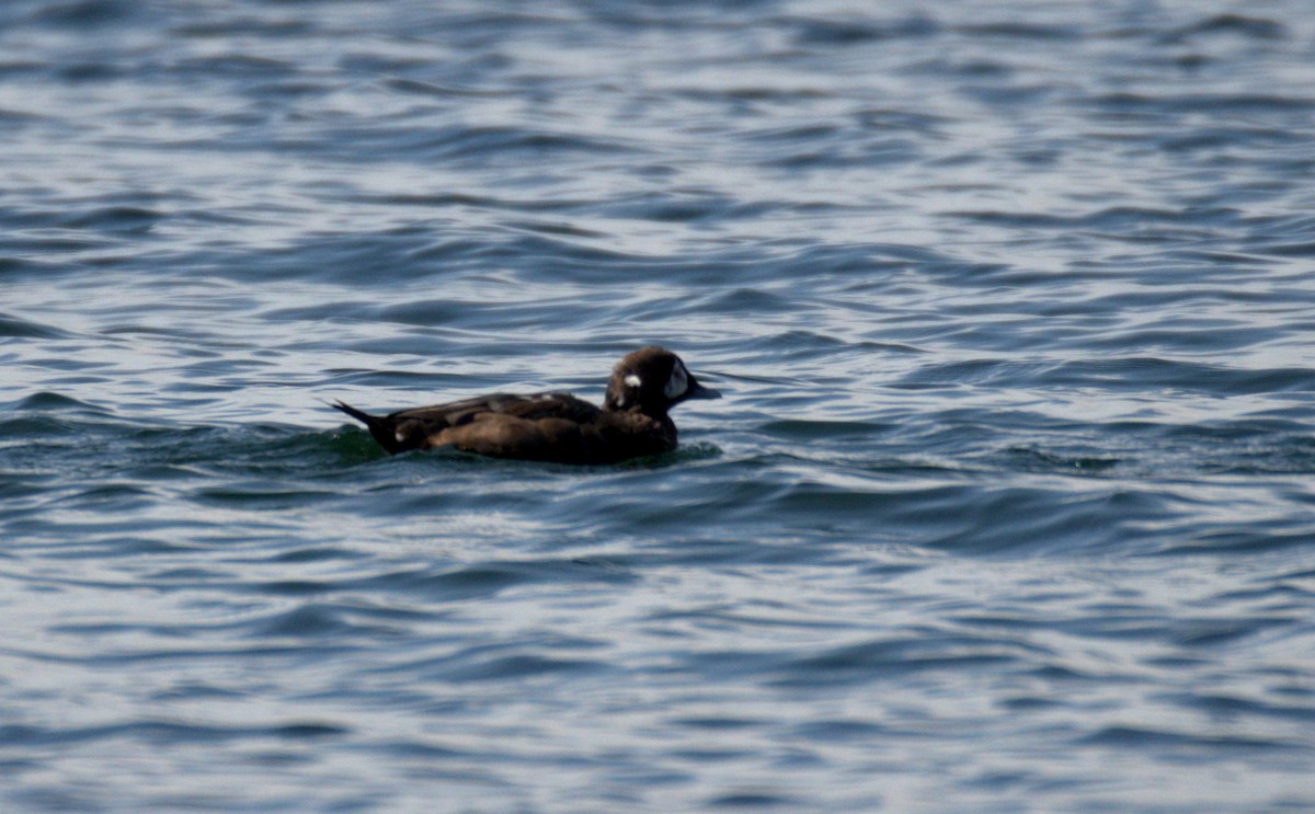 Harlequin Duck - ML644905288