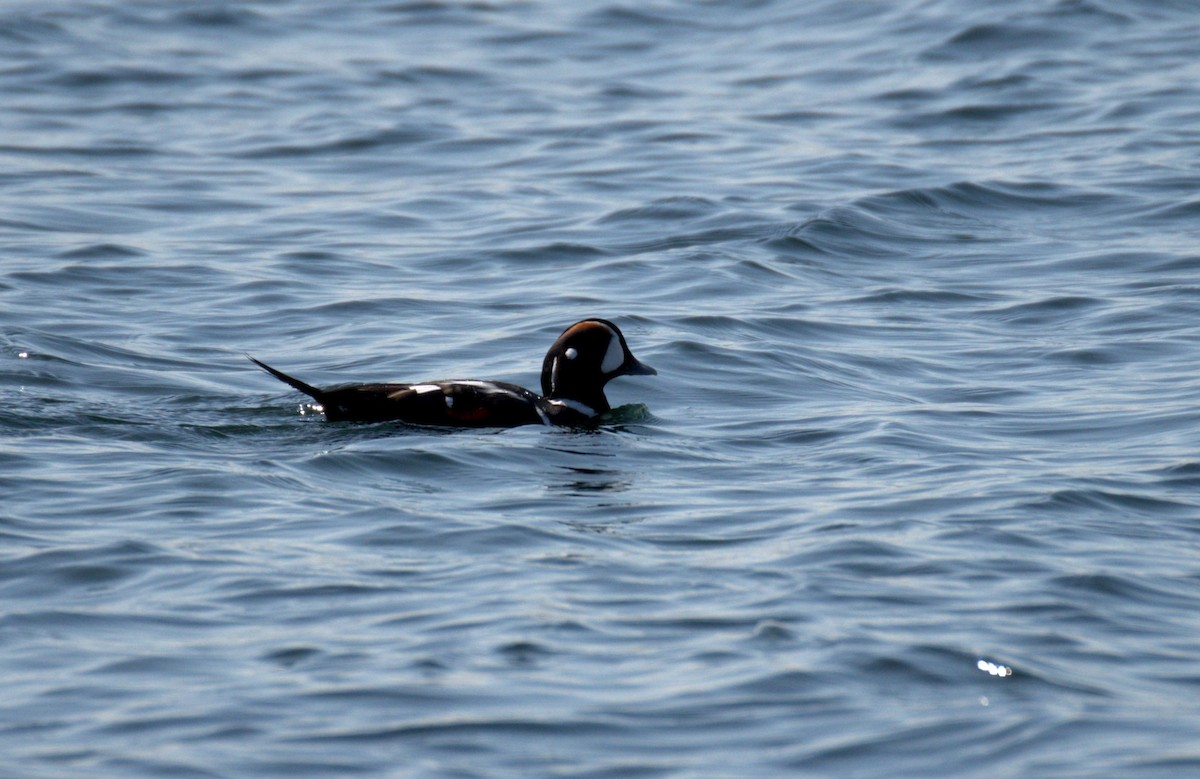 Harlequin Duck - ML644905289