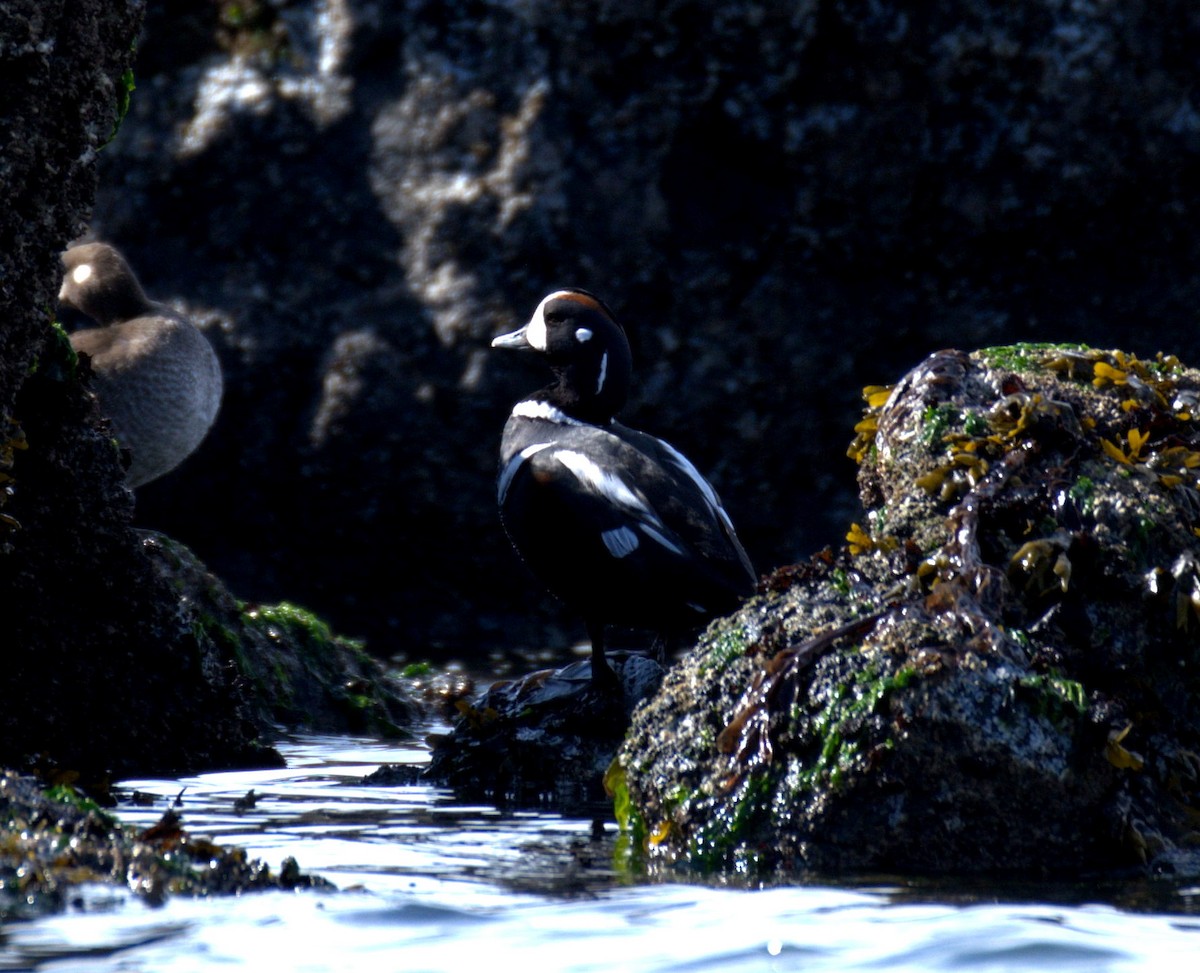 Harlequin Duck - ML644905290