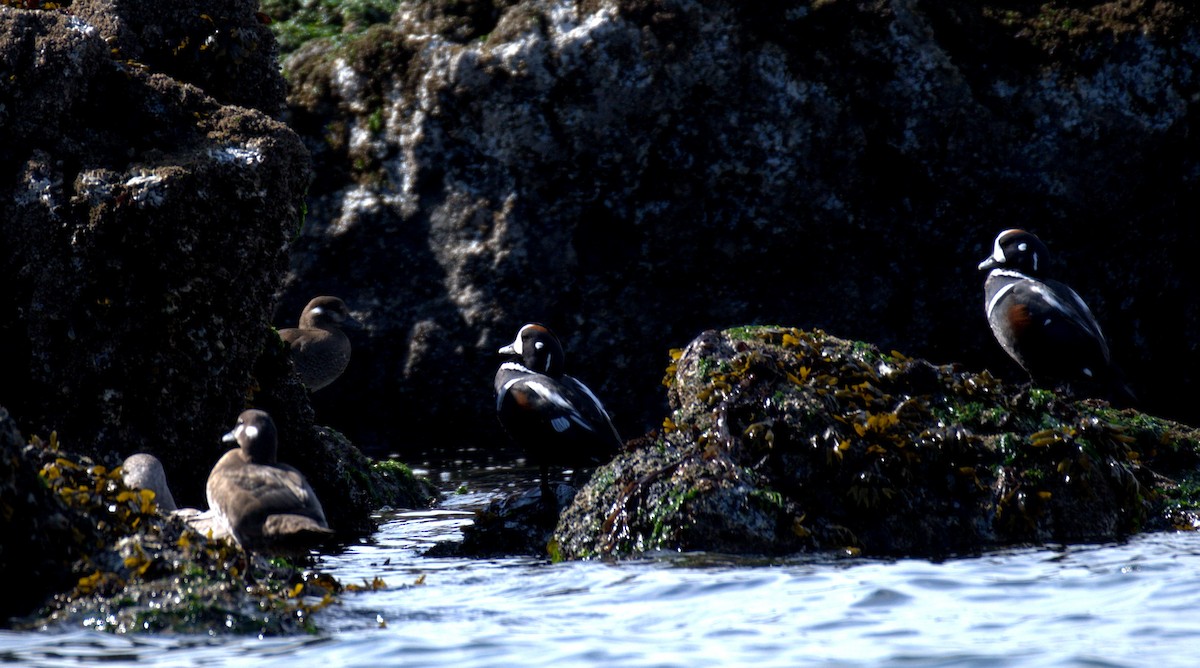 Harlequin Duck - ML644905291