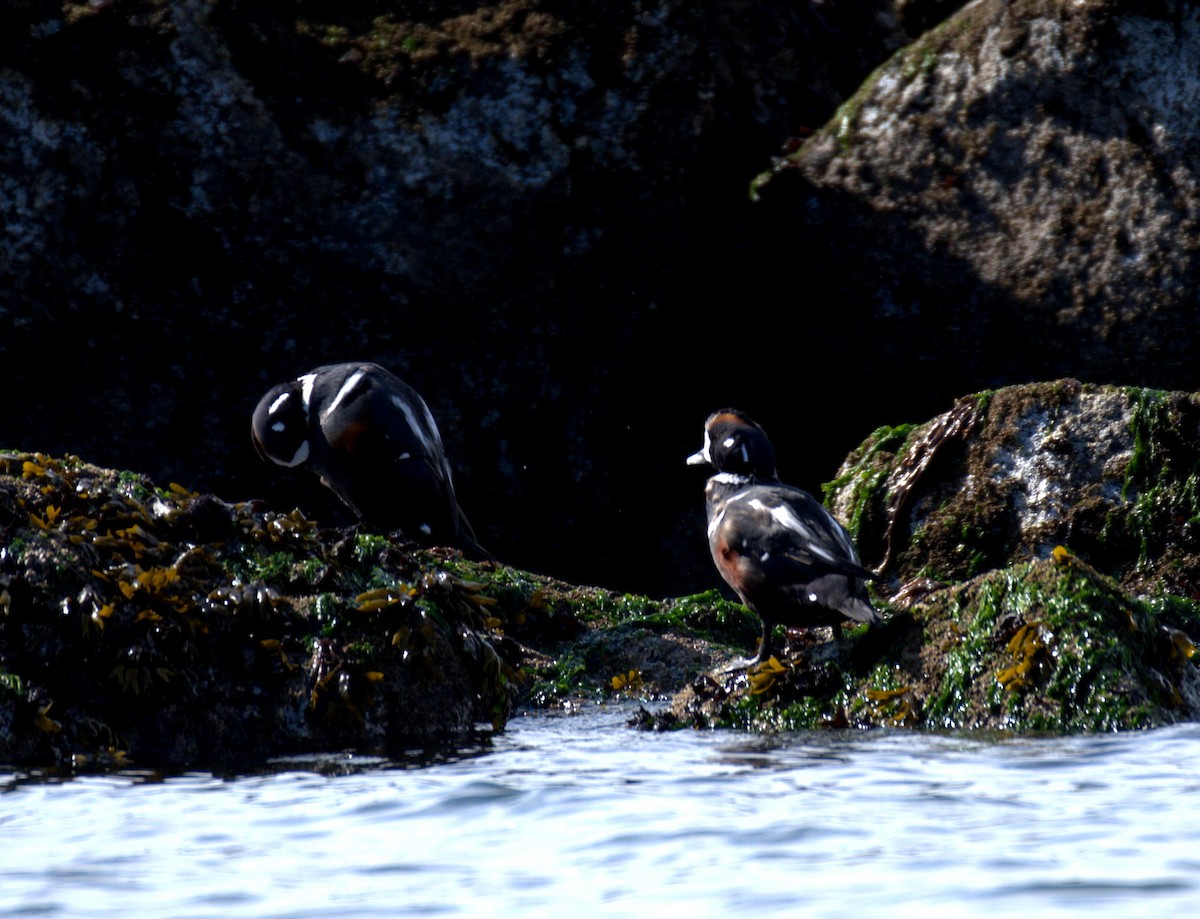 Harlequin Duck - ML644905292