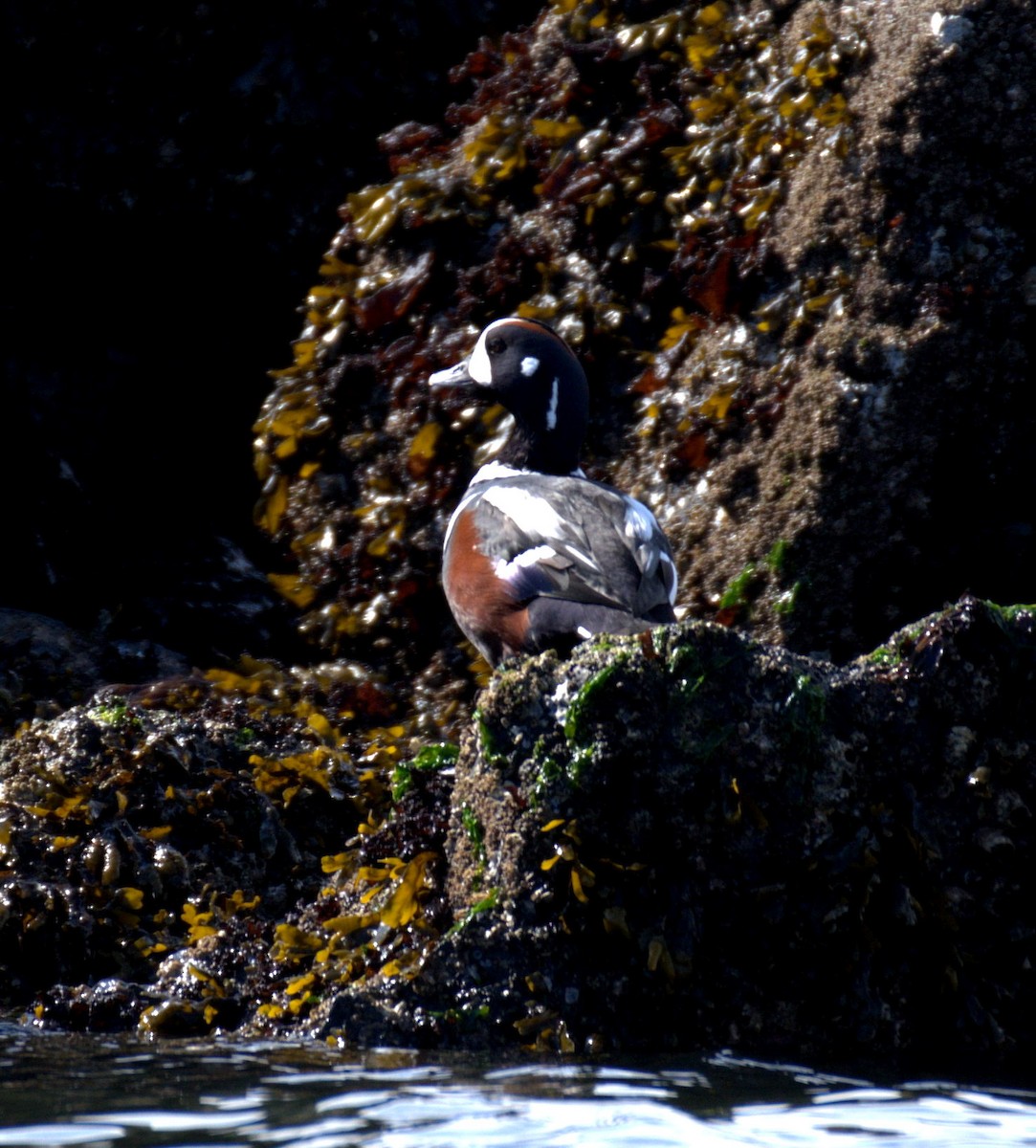 Harlequin Duck - ML644905293