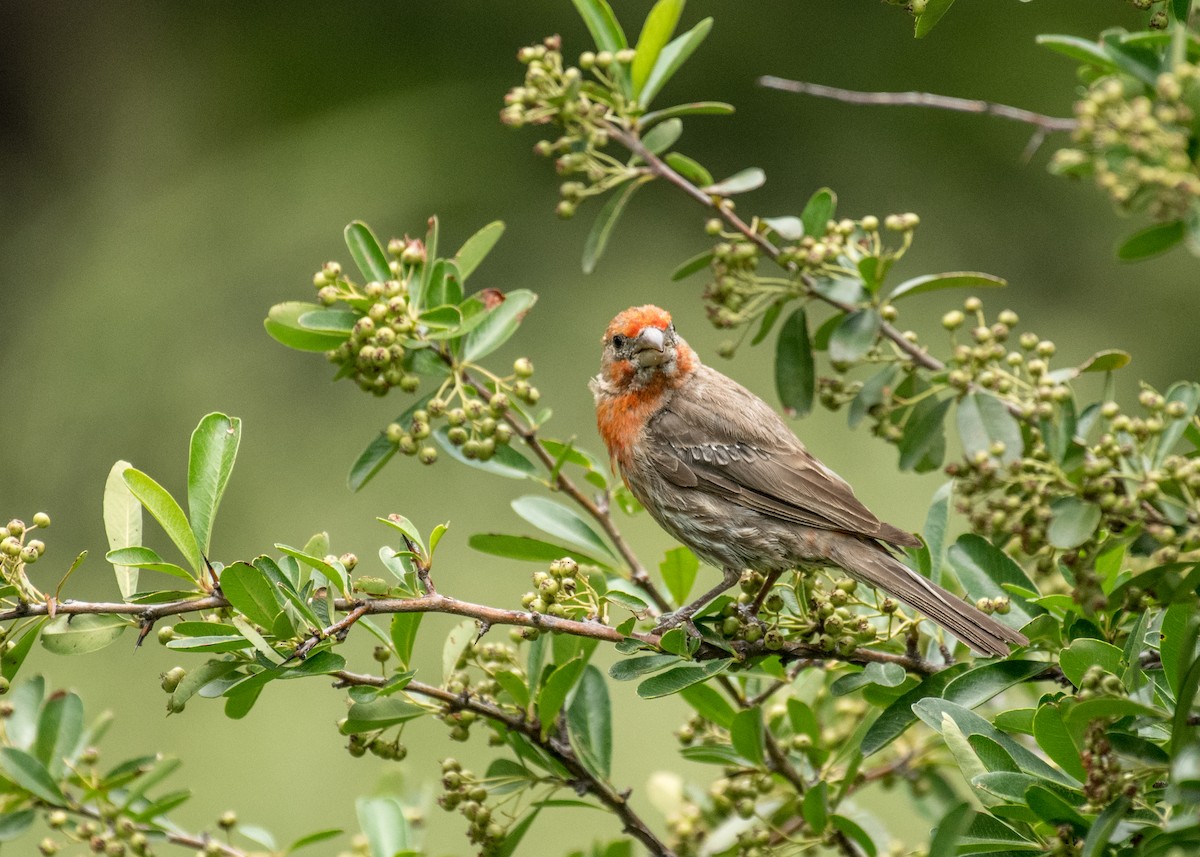 Roselin familier - ML644905298